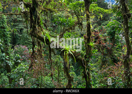 In der Nähe von Pflanzen auf Bäumen in Monteverde, Costa Rica, Mittelamerika Stockfoto