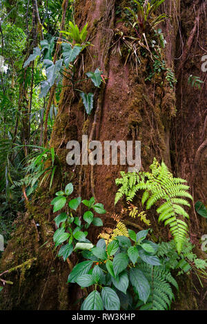 Pflanzen und Baum Basis in Monteverde, Costa Rica, Mittelamerika Stockfoto