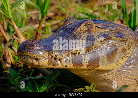 Nahaufnahme von Caiman Yacare, Caiman Crocodilus Yacare Jacare, im Grünland, Pantanal, Porto Jofre, Mato Grosso, Brasilien Stockfoto