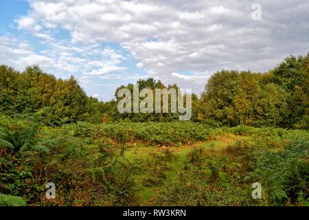 Knettishall Heide, Thetford, Suffolk, Großbritannien Stockfoto