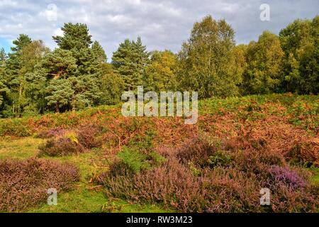 Knettishall Heide, Thetford, Suffolk, Großbritannien Stockfoto