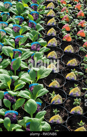 Töpfe von Digitalis purpurea, Pulmonaria und Guem Pflanzen zum Verkauf in einem Gartencenter in Cornwall. Stockfoto