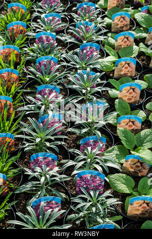 Töpfe Erysimum und Digitalis Pflanzen zum Verkauf in einem Gartencenter in Cornwall. Stockfoto