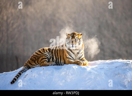 Sibirische Tiger liegend auf einer schneebedeckten Hügel. Portrait gegen den Winter Forest. China. Harbin. Mudanjiang Provinz. Hengdaohezi Park. Stockfoto