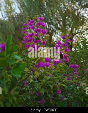 Bush blühende mit Überfluß von kleinen rosa Blüten Stockfoto