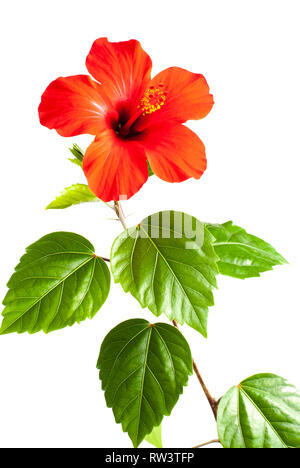 Red Hibiscus flower auf weißem Hintergrund Stockfoto