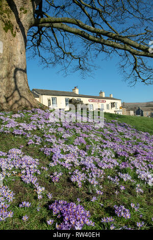 Krokusse in voller Blüte auf dem Dorfplatz in Bainbridge, Wensleydale in den Yorkshire Dales National Park, Großbritannien. Stockfoto