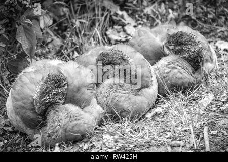 Drei schlafende Nil gans Babys mit ihren Schnäbeln in ihr Gefieder in Schwarz und Weiß Stockfoto