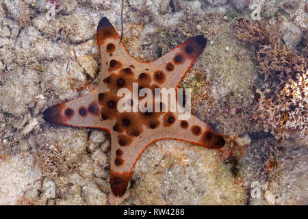 Malapascua Island, Philippinen. Mai, 2018. Starfish Oreasteridae (Protoreaster nodosus) abgebildet auf Malapascua Island, Philippinen. Stockfoto