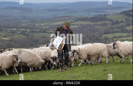 Landwirt Fütterung Herde von maultier Mutterschafe mit konzentriert. Shropshire, Großbritannien. Stockfoto