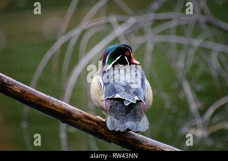 Ein männlicher Holz Ente (Aix sponsa) Sitzstangen auf einem Ast im Regen, Franklin Canyon, Los Angeles, CA. Stockfoto