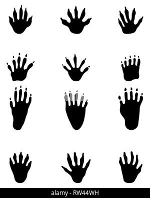 Schwarze Spuren der Waschbär auf weißem Hintergrund Stockfoto