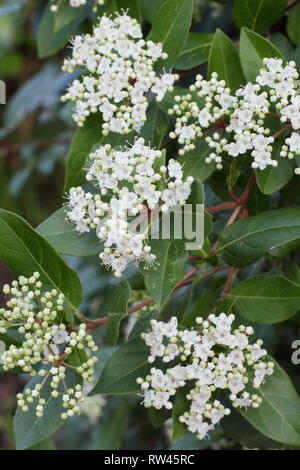 Viburnum tinus 'French White'. Winterblüher immergrüner Strauch auch Laurustinus 'French White' im Februar, UK. Hauptversammlung Stockfoto