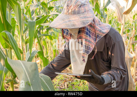 Ein Landwirt Kontrolle Wachstum von Mais und auf Tablet im Feld mit Sonnenlicht Stockfoto