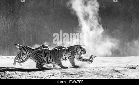 Sibirische Tiger in einer verschneiten Waldlichtung fangen ihre Beute. Sehr dynamische ERSCHOSSEN. Schwarz und Weiß. China. Harbin. Mudanjiang Provinz. Hengdaohezi Park. Stockfoto