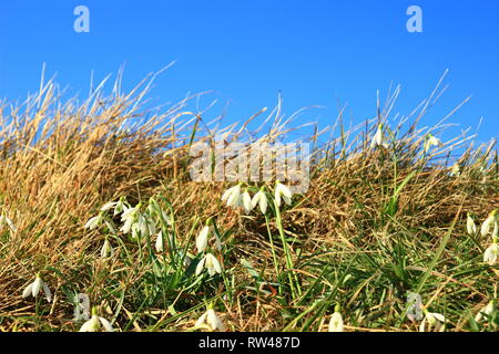 Schneeglöckchen auf Wiese, blauen Himmel im Hintergrund Stockfoto