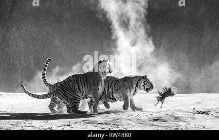 Sibirische Tiger in einer verschneiten Waldlichtung fangen ihre Beute. Sehr dynamische ERSCHOSSEN. Schwarz und Weiß. China. Harbin. Mudanjiang Provinz. Hengdaohezi Park. Stockfoto