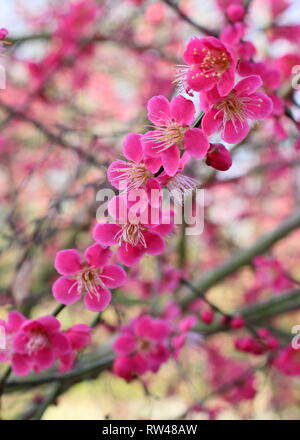 Prunus japanische Aprikose 'Beni-Chidori'. Winter Blüten der Japanische Aprikose Baum im Februar, Großbritannien Stockfoto