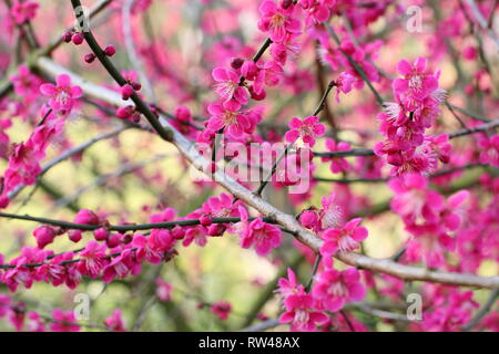 Prunus japanische Aprikose 'Beni-Chidori'. Winter Blüten der Japanische Aprikose Baum im Februar, Großbritannien Stockfoto