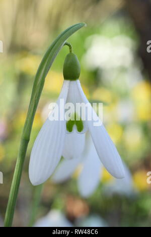 Phlox 'Atkinsii' Schneeglöckchen Blüte in einem Englischen Garten - Februar, Großbritannien. Hauptversammlung Stockfoto