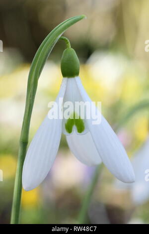 Phlox 'Atkinsii' Schneeglöckchen Blüte in einem Englischen Garten - Februar, Großbritannien. Hauptversammlung Stockfoto