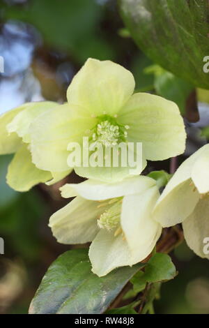 Clematis cirrhosa 'Wisley Cream'. Winter Blüten der Clematis Wisley Sahne in einen Englischen Garten, Großbritannien. Hauptversammlung Stockfoto