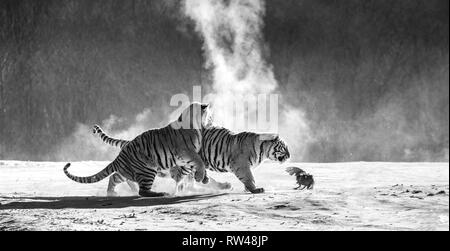 Sibirische Tiger in einer verschneiten Waldlichtung fangen ihre Beute. Sehr dynamische ERSCHOSSEN. Schwarz und Weiß. China. Harbin. Mudanjiang Provinz. Hengdaohezi Park. Stockfoto