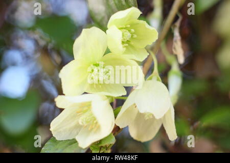 Clematis cirrhosa 'Wisley Cream'. Winter Blüten der Clematis Wisley Sahne in einen Englischen Garten, Großbritannien. Hauptversammlung Stockfoto