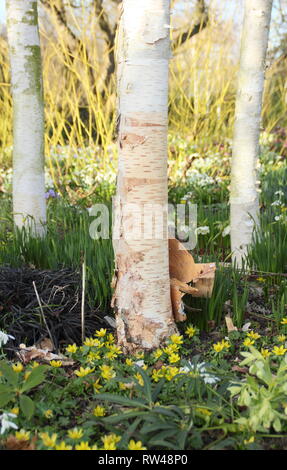 Betula utilis var. jacquemontii. Himalaya Birke underplanted mit Camas, Nieswurz, Schneeglöckchen und Schwarz mondo Gras im Frühling Garten, Großbritannien Stockfoto