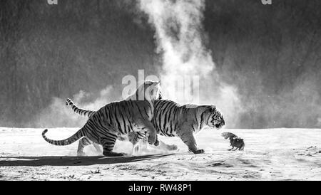 Sibirische Tiger in einer verschneiten Waldlichtung fangen ihre Beute. Sehr dynamische ERSCHOSSEN. Schwarz und Weiß. China. Harbin. Mudanjiang Provinz. Hengdaohezi Park. Stockfoto