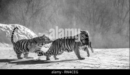 Sibirische Tiger in einer verschneiten Waldlichtung fangen ihre Beute. Sehr dynamische ERSCHOSSEN. Schwarz und Weiß. China. Harbin. Mudanjiang Provinz. Hengdaohezi Park. Stockfoto