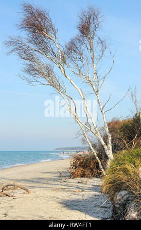 Strand Landschaft der Halbinsel Darss an der Ostsee in Deutschland. treibholz an der Küste. Stockfoto