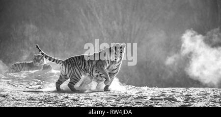 Sibirische Tiger in einer verschneiten Waldlichtung fangen ihre Beute. Sehr dynamische ERSCHOSSEN. Schwarz und Weiß. China. Harbin. Mudanjiang Provinz. Hengdaohezi Park. Stockfoto