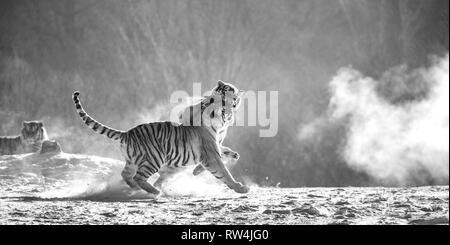 Sibirische Tiger in einer verschneiten Waldlichtung fangen ihre Beute. Sehr dynamische ERSCHOSSEN. Schwarz und Weiß. China. Harbin. Mudanjiang Provinz. Hengdaohezi Park. Stockfoto