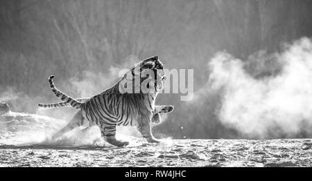 Sibirische Tiger in einer verschneiten Waldlichtung fangen ihre Beute. Sehr dynamische ERSCHOSSEN. Schwarz und Weiß. China. Harbin. Mudanjiang Provinz. Hengdaohezi Park. Stockfoto