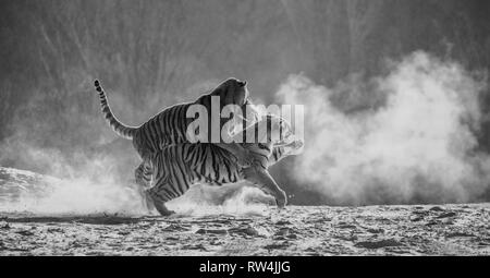 Sibirische Tiger in einer verschneiten Waldlichtung fangen ihre Beute. Sehr dynamische ERSCHOSSEN. Schwarz und Weiß. China. Harbin. Mudanjiang Provinz. Hengdaohezi Park. Stockfoto