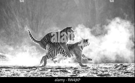 Sibirische Tiger in einer verschneiten Waldlichtung fangen ihre Beute. Sehr dynamische ERSCHOSSEN. Schwarz und Weiß. China. Harbin. Mudanjiang Provinz. Hengdaohezi Park. Stockfoto