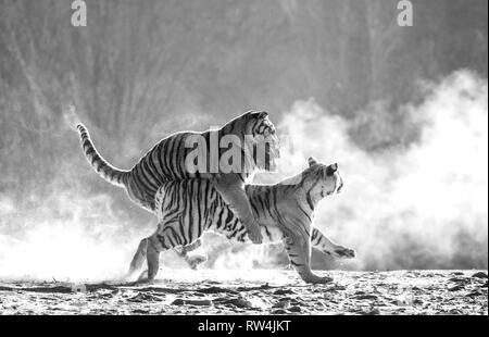 Sibirische Tiger in einer verschneiten Waldlichtung fangen ihre Beute. Sehr dynamische ERSCHOSSEN. Schwarz und Weiß. China. Harbin. Mudanjiang Provinz. Hengdaohezi Park. Stockfoto