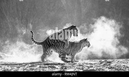Sibirische Tiger in einer verschneiten Waldlichtung fangen ihre Beute. Sehr dynamische ERSCHOSSEN. Schwarz und Weiß. China. Harbin. Mudanjiang Provinz. Hengdaohezi Park. Stockfoto