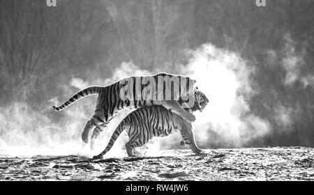 Sibirische Tiger in einer verschneiten Waldlichtung fangen ihre Beute. Sehr dynamische ERSCHOSSEN. Schwarz und Weiß. China. Harbin. Mudanjiang Provinz. Hengdaohezi Park. Stockfoto