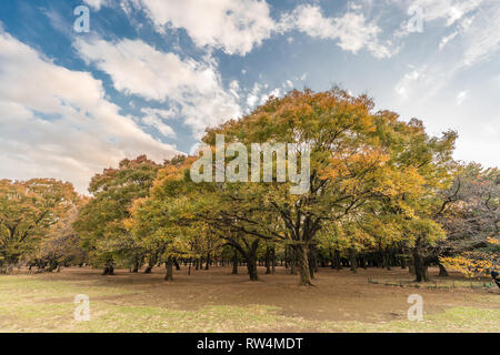 Momiji (Ahorn) Herbstliche Farben, Herbstlaub Sonnenuntergang im Yoyogi Park in Shibuya, Tokio, Japan Stockfoto