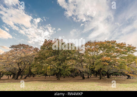 Momiji (Ahorn) Herbstliche Farben, Herbstlaub Sonnenuntergang im Yoyogi Park in Shibuya, Tokio, Japan Stockfoto