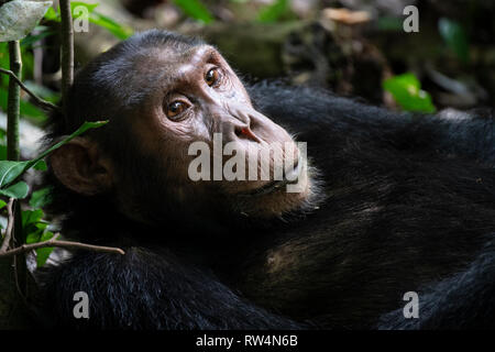 Schimpanse, Pan troglodytes, Kyambura Schlucht, Queen Elizabeth NP, Uganda Stockfoto