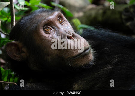 Schimpanse, Pan troglodytes, Kyambura Schlucht, Queen Elizabeth NP, Uganda Stockfoto