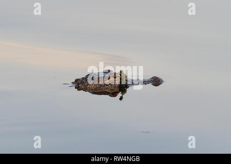 American alligator (Alligator mississippiensis) Schwimmen in den ruhigen Wassern des Lake Tohopekaliga Stockfoto