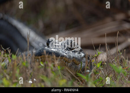 American alligator (Alligator mississippiensis) auf Augenhöhe Stockfoto