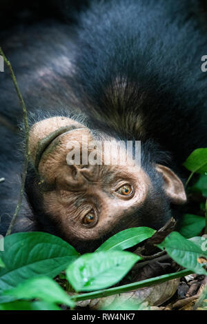 Schimpanse, Pan troglodytes, Kyambura Schlucht, Queen Elizabeth NP, Uganda Stockfoto