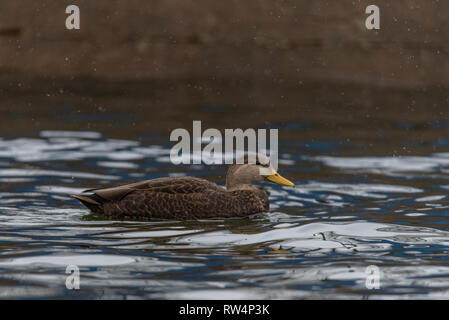 American Black Duck (Anas Rubripes) im Winter Stockfoto