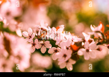 Blühende Japanische Kirsche oder Sakura pink flower Stockfoto