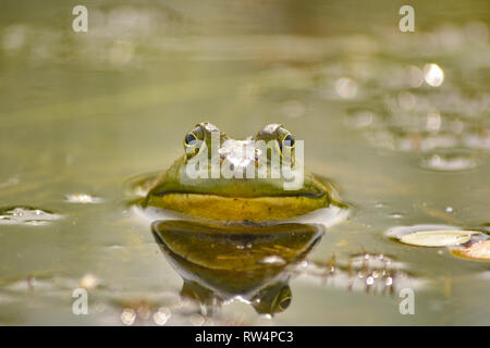Amerikanische Ochsenfrosch (lithobates catesbeianus) in den Sumpf Stockfoto